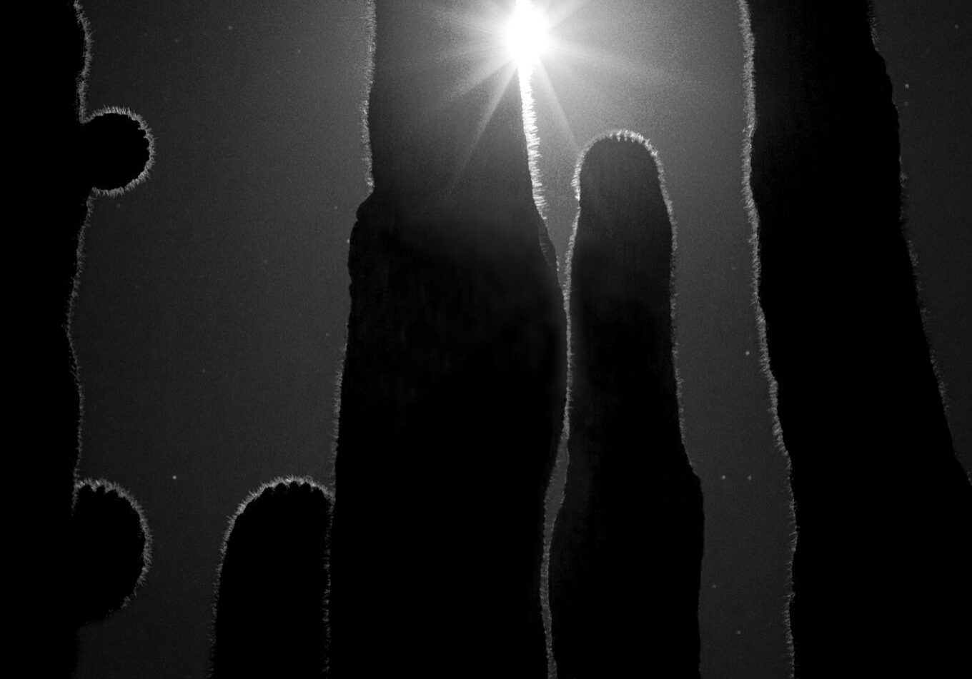 _DSC2362-Edit-Edit Cactus grove with sunlight peeking through